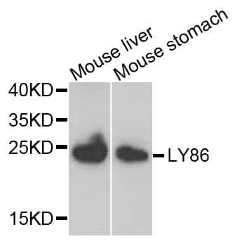 MD-1 / LY86 Antibody