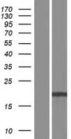 IL25 / IL17E Protein (Over-Expression Lysate Myc-DDK (Flag))