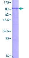 Human GYG2 Protein (Recombinant GST)