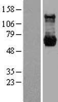 PPM1G Protein (Over-Expression Lysate Myc-DDK (Flag))