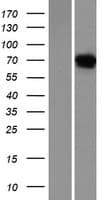 NTN4 / Netrin 4 Protein (Over-Expression Lysate Myc-DDK (Flag))