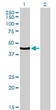 TCF7 Antibody (clone 1D2)