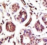 Polyclonal Rabbit anti-Human E6AP / UBE3A Antibody (aa836-865, IHC, IF, WB)