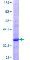 Human MIRP1 / KCNE2 Protein (Recombinant GST)