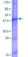 Human OR8A1 Protein (Recombinant GST)