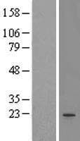 MS4A3 Protein (Over-Expression Lysate Myc-DDK (Flag))