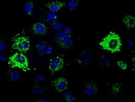 HIBCH Antibody (clone OTI3B10)