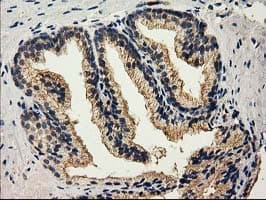 CAT / Catalase Antibody (clone 1B6, Carrier-free)