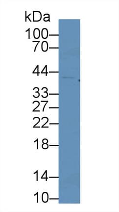 CDK2 Antibody (aa93-211, Cy3)