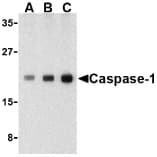 Polyclonal Rabbit anti-Human CASP1 / Caspase 1 Antibody (IHC, WB)