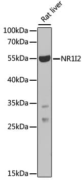 NR1I2 / PXR Antibody