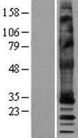 MRGPRX4 / MRGX4 Protein (Over-Expression Lysate Myc-DDK (Flag))