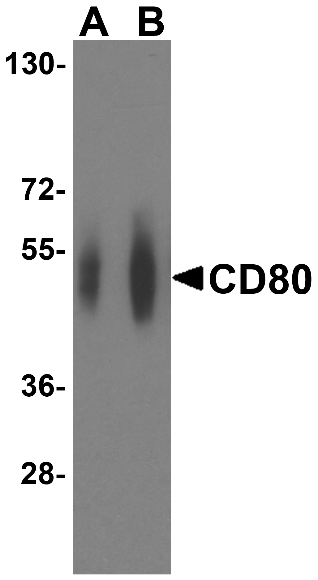 CD80 Antibody (clone 12D9)