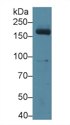 MPO / Myeloperoxidase Antibody (aa253-718)