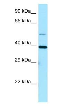 EIF3I / EIF3S2 Antibody (aa183-232)