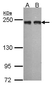 IHC-plus™ TANGO / MIA3 Antibody