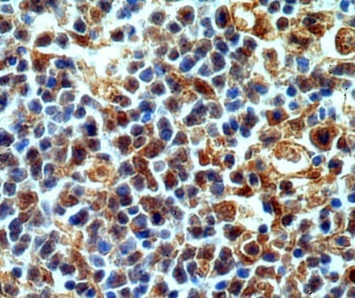 CASP3 / Caspase 3 Antibody