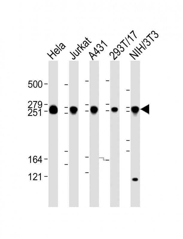 FLNB / TAP Antibody (aa288-322)