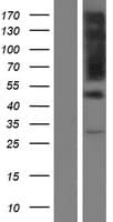 RUFY3 / RIPX Protein (Over-Expression Lysate Myc-DDK (Flag))