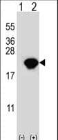 PIN1 Antibody (aa30-56)