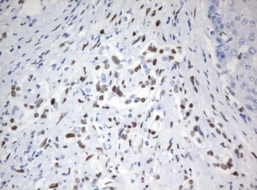 Monoclonal Mouse anti-Human ZSCAN18 / ZNF447 Antibody (clone UMAB114, IHC, WB)