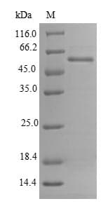 Mouse RNLS / Renalase Protein (Recombinant 6His-SUMO, N-terminus)