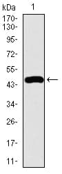 FOXC2 Antibody (aa21-210, clone 1D11C8)