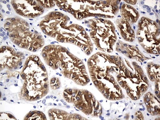 MAPT / Tau Antibody (aa623-758, clone UMAB239, Carrier-free)