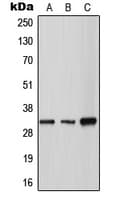TPSG1 / Tryptase Gamma 1 Antibody (Internal)