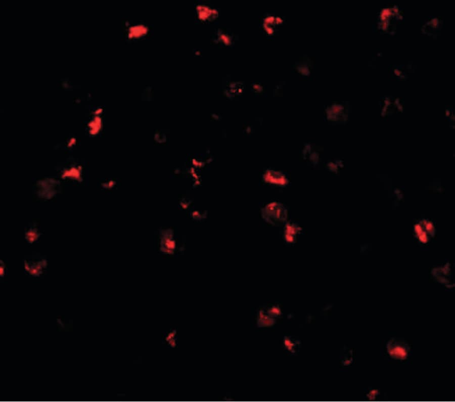 ATAD3A Antibody
