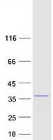 Human EXOSC2 / RRP4 Protein (Recombinant Myc-DDK (Flag))