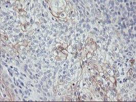 Monoclonal Mouse anti-Human CPA1 / Carboxypeptidase A Antibody (clone OTI2E3, IHC, IF, WB)