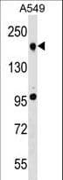 TET2 Antibody (aa528-554)