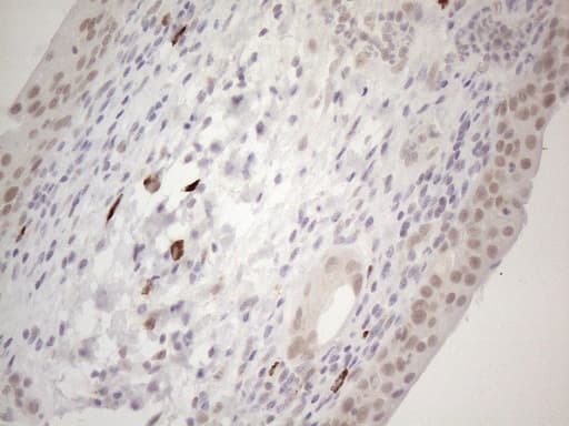 SPT3 / SUPT3H Antibody (clone OTI1A5)