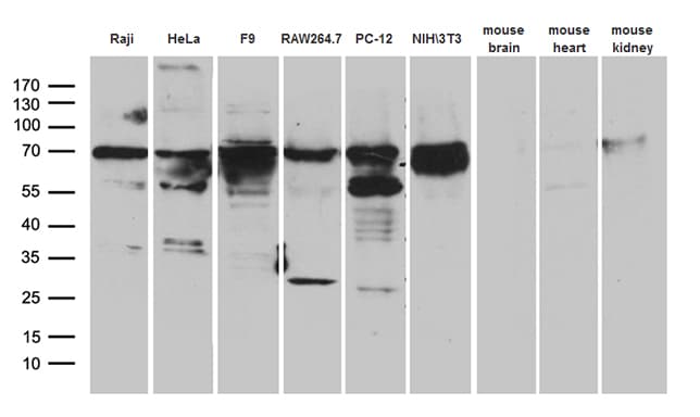 METTL3 Antibody (aa1-284, clone OTI1B7)