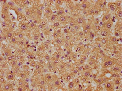 FAM89B Antibody