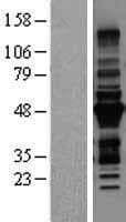 TRIM54 / MURF Protein (Over-Expression Lysate Myc-DDK (Flag))