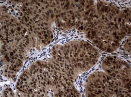 PCNA Antibody (clone OTI3F11)