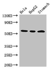 MDM4 / MDMX Antibody