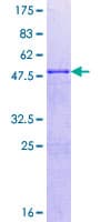 Human FADD Protein (Recombinant GST)