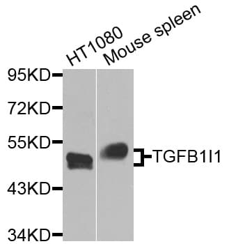 ARA55 / HIC-5 Antibody