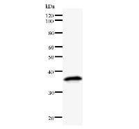 MED26 / CRSP7 Antibody (clone 2216C1a)