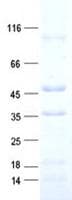 Human AFMID Protein (Recombinant His, N-Terminal)
