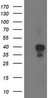 NUDEL / NDEL1 Antibody (clone OTI1C7, Carrier-free)