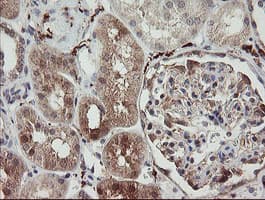 SNX8 Antibody (clone OTI1A1)