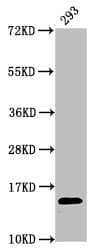 HIST1H2AI Antibody