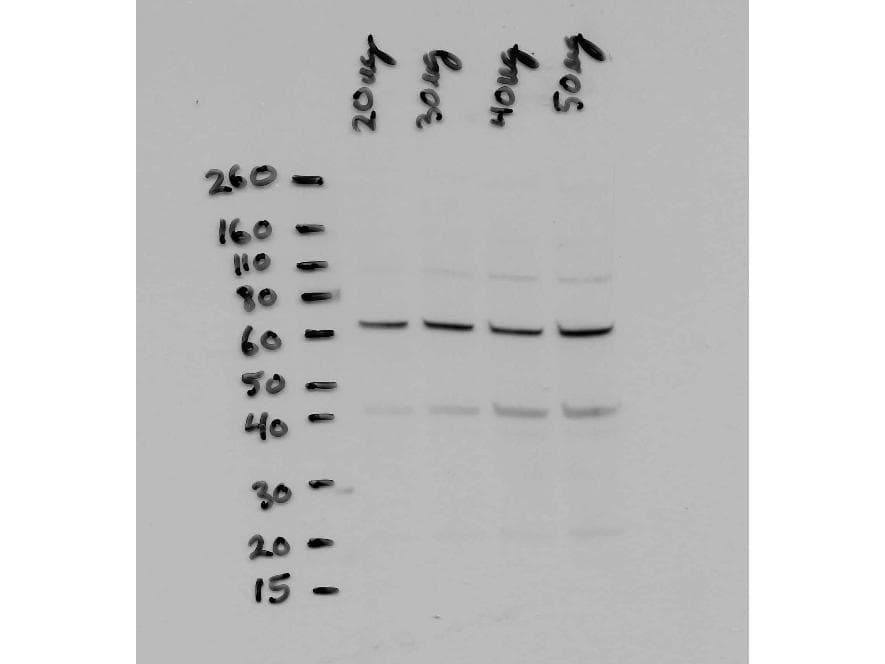 RELA / NFKB p65 Antibody (N-Terminus)