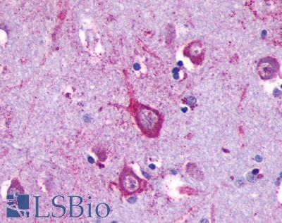 PathPlus™ OPN5 / Neuropsin Antibody (C-Terminus)