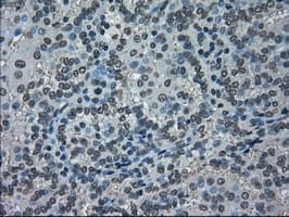 NEK6 Antibody (clone OTI2H7)