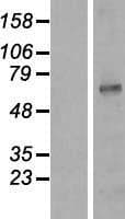Human KCNA3 / Kv1.3 Protein (Over-Expression Lysate Myc-DDK (Flag))
